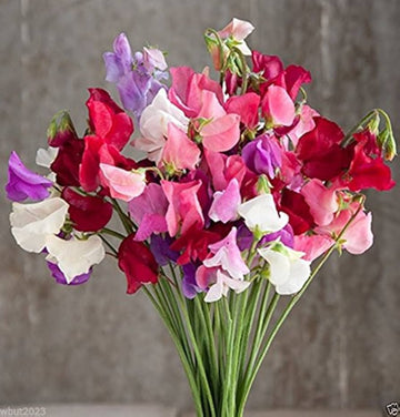 Mammoth choice mix sweet pea for anpflanzung in blume bed