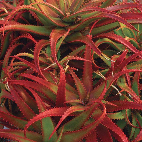 Rot (rot aloe) samen for anpflanzung in home garten