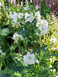 Weiß Jacob’s Ladder Polemonium caeruleum Samen zur Aussaat mehrjährig border alpine Beet
