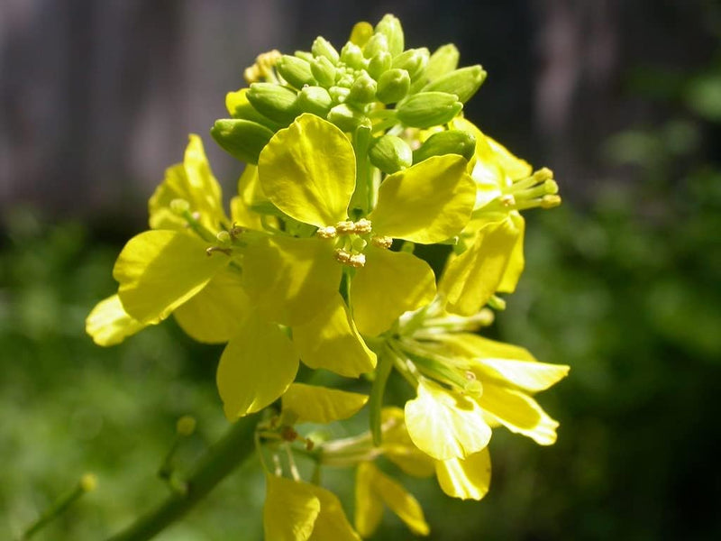Mustard (mustard blume) samen for anpflanzung in home garten