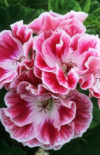 Weiß Rosa Geranie Blumensamen zur Aussaat Samen Blüten