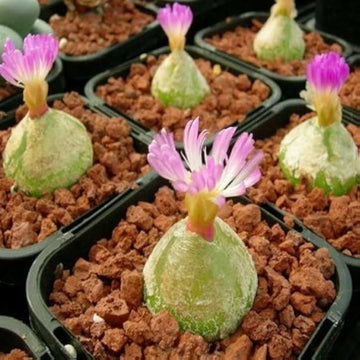 Conophytum Blumensamen zur Aussaat – lang Blüte Saison – Traditionssorte & ohne Gentechnik Samen Hausgarten