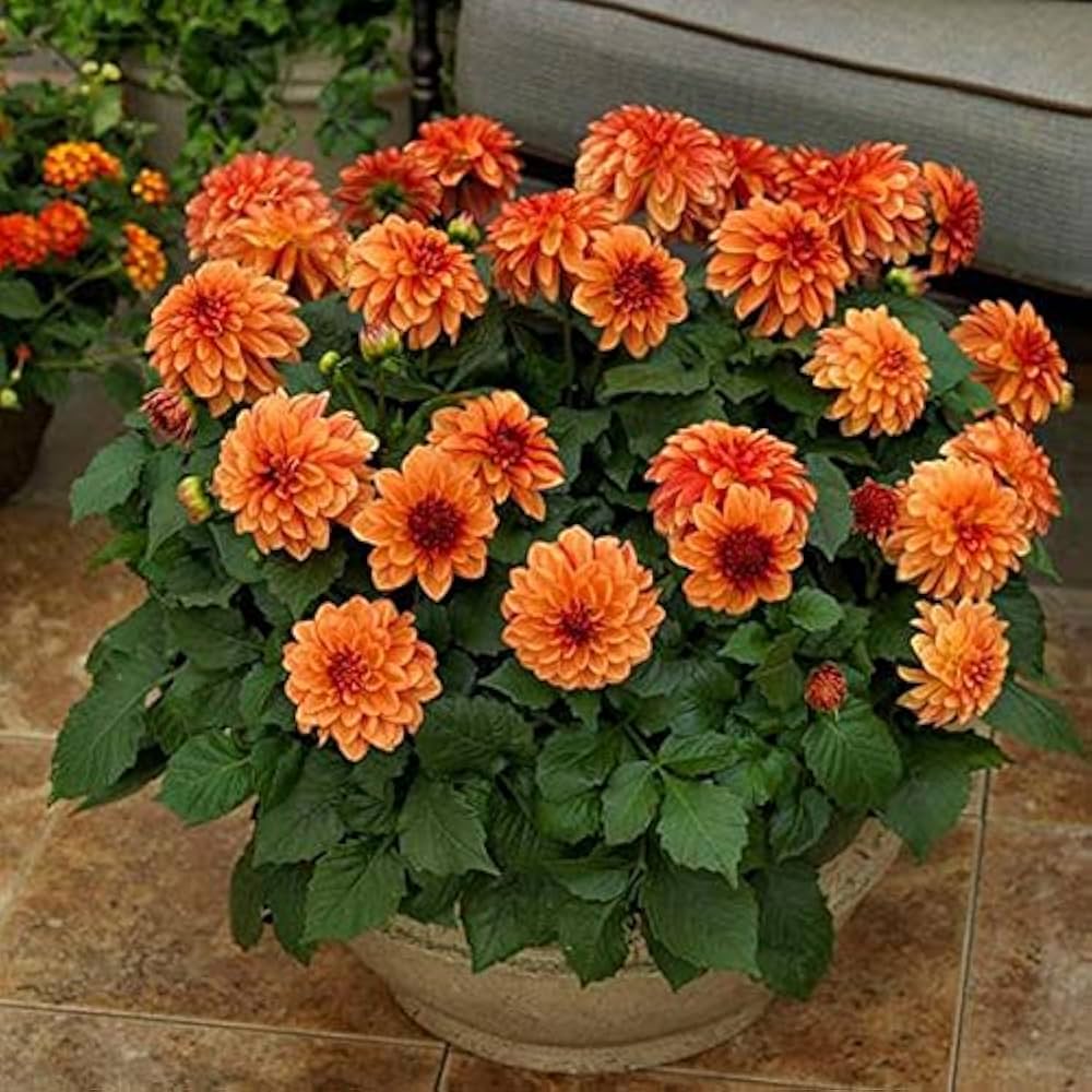 Mini bonsai dahlia blumen for bonsai