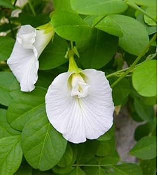 Clitoria Blumensamen zur Aussaat – robust Sorte – Traditionssorte & ohne Gentechnik Samen Hausgarten