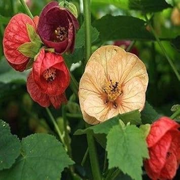 Mixed abutilon bellevue blume samen for anpflanzung - hardy variety, heirloom & gmo free samen for home garten
 
 sale for anpflanzung in home garten