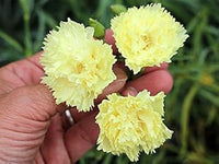 Light gelb carnations blume samen for anpflanzung - pollinator friendly, heirloom & gmo free samen for home garten
 
 sale for anpflanzung in home garten