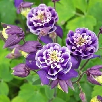 Weiß violet aquilegia blume samen for anpflanzung - premium quality, heirloom & gmo free samen for home garten
 
 sale samen for anpflanzung in home garten