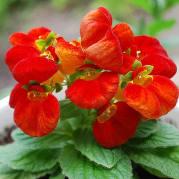 Calceolarias blume samen for anpflanzung colorful display heirloom & gmo free samen for home garten 
 
 sale samen for home garten anpflanzung