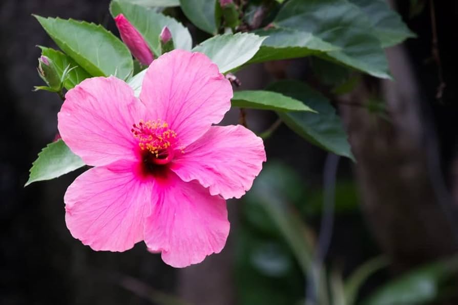 Hibiskus Rosa-Sinensis Blumensamen