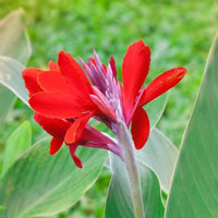 Canna Blumensamen zur Aussaat – duftend Blüten – Traditionssorte & ohne Gentechnik Samen Hausgarten