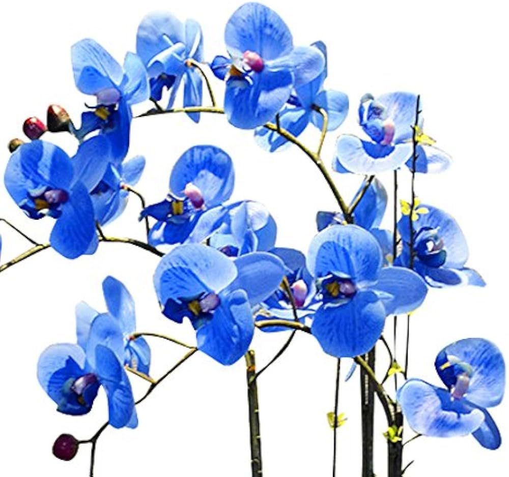Futaba blau butterfly orchid blume samen for anpflanzung - hardy variety, heirloom & gmo free samen for home garten
 
 sale samen for home garten
