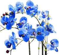 Futaba blau butterfly orchid blume samen for anpflanzung - hardy variety, heirloom & gmo free samen for home garten
 
 sale samen for home garten