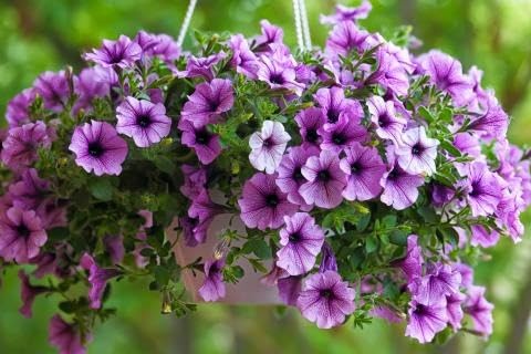 Rosa Lila hängend Petunie Samen zur Aussaat Traditionssorte ohne Gentechnik Blumensamen Blüten Wildblume Mischung