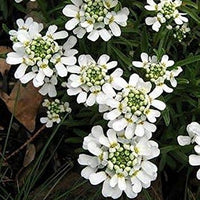Weiß candytuf blume samen for anpflanzung - premium quality, heirloom & gmo free samen for home garten
 
 sale samen for home garten