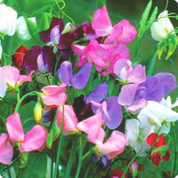 Wicke Samen zur Aussaat Lathyrus Odoratus Blume Beet Landhaus Garten