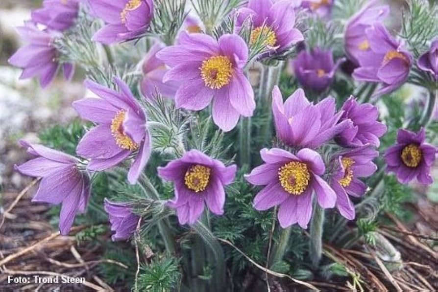 Pasque Blume Pulsatilla Samen – Heiler Stain Vulgaris mehrjährige Blüten