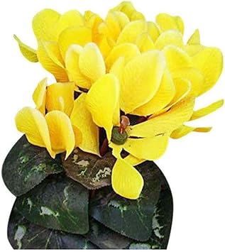 Gelb cyclamen blume samen for anpflanzung - fragrant blossoms, heirloom & gmo free samen for home garten
 
 sale for anpflanzung in home garten