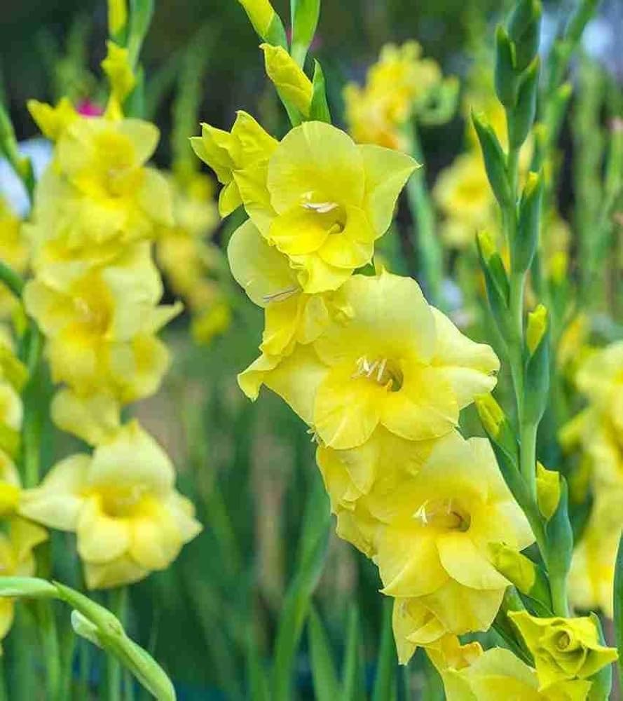 Yellowperennial gladiolus blume samen for anpflanzung - pollinator friendly, heirloom & gmo free samen for home garten
 
 sale samen for anpflanzung in home garten
