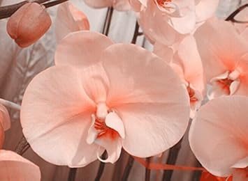 Pale rosa orchid blume samen for anpflanzung wildflower mix heirloom & gmo free samen for home garten 
 
 sale for anpflanzung in home garten