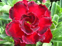 Rot adenium obesum blume samen for anpflanzung - garten favorite, heirloom & gmo free samen for home garten
 
 sale for anpflanzung in home garten