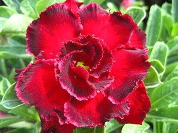Rot adenium obesum blume samen for anpflanzung - garten favorite, heirloom & gmo free samen for home garten
 
 sale for anpflanzung in home garten