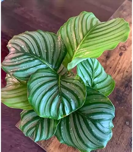 Futaba Calathea Foliage Blumensamen zur Aussaat – hochwertige Qualitäts- Traditionssorte & ohne Gentechnik Samen Hausgarten