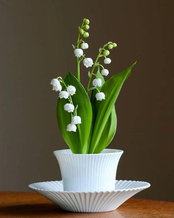 Lily of the valley convallaria majalis samen for anpflanzung in shade garten