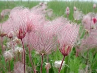 PRAIRIE SMOKE Geum Triflorum Lila Prairie Avens Blumensamen