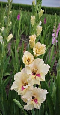 Creme Gladiole Blumensamen zur Aussaat duftend Blüten Traditionssorte & ohne Gentechnik Samen Hausgarten