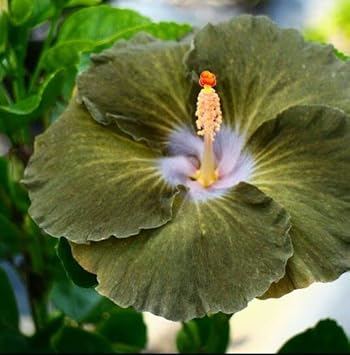 Army grün hibiscus blume samen for anpflanzung - wildflower mix, heirloom & gmo free samen for home garten
sale for anpflanzung in home garten