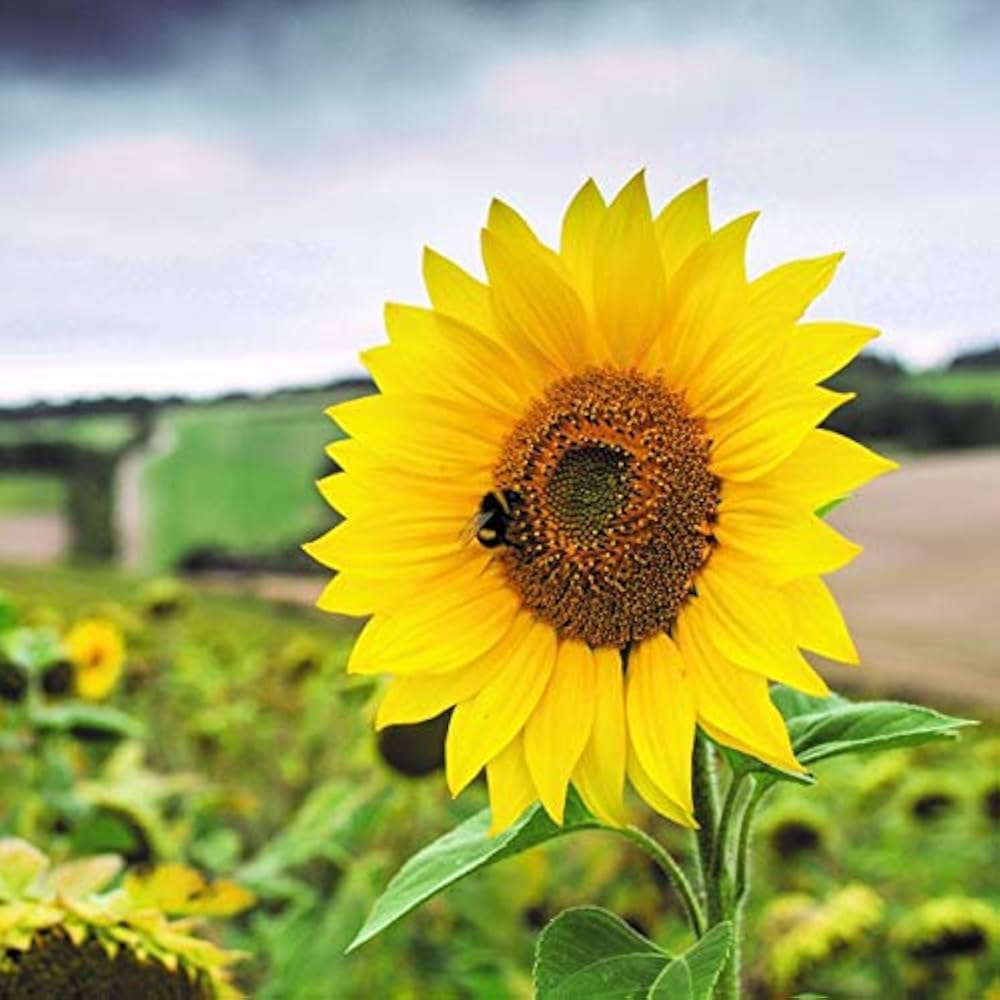Little Becka Sonnenblume Helianthus annuus Samen zur Aussaat Blume Beet