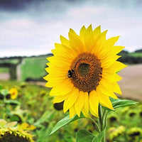 Little Becka Sonnenblume Helianthus annuus Samen zur Aussaat Blume Beet