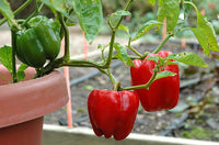 Bell Gemüsesamen - Perfect for Home Gardening