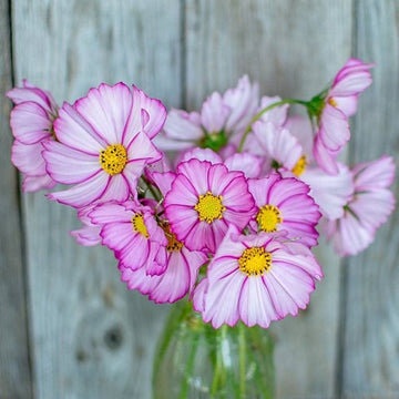 Cosmos lila rot weiß mix blume samen for colorful garten display