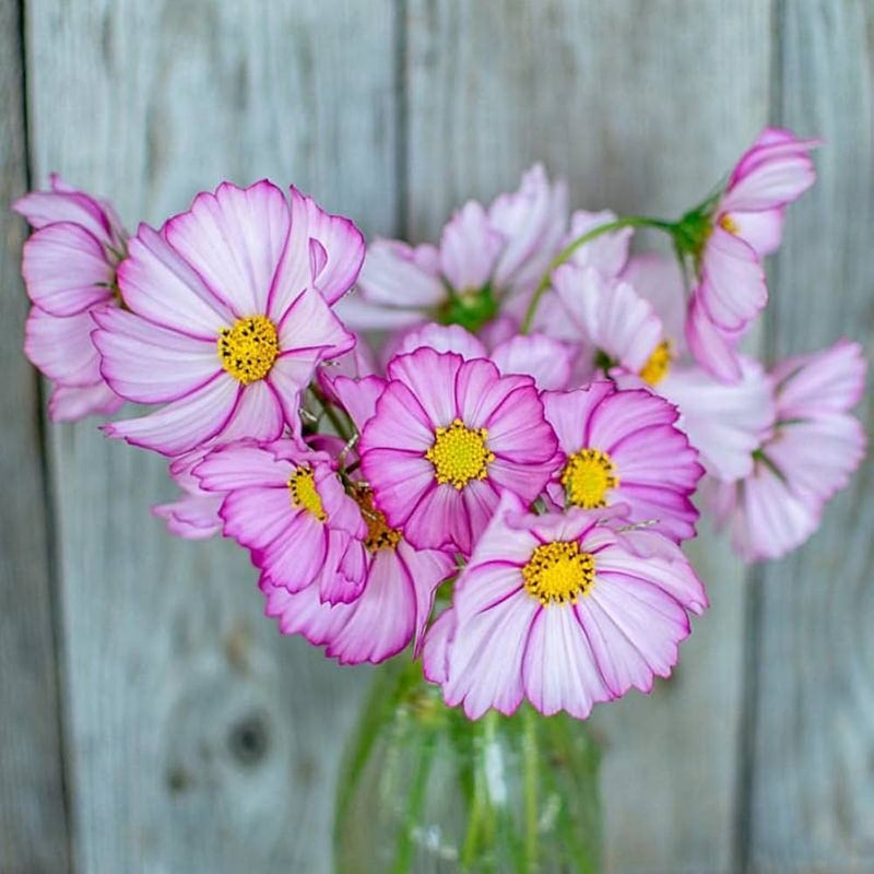 Cosmos lila rot weiß mix blume samen for colorful garten display