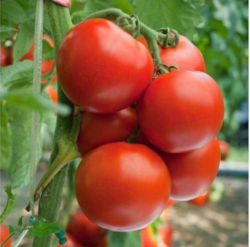 Phoenix Hybrid Tomate Samen, Planting