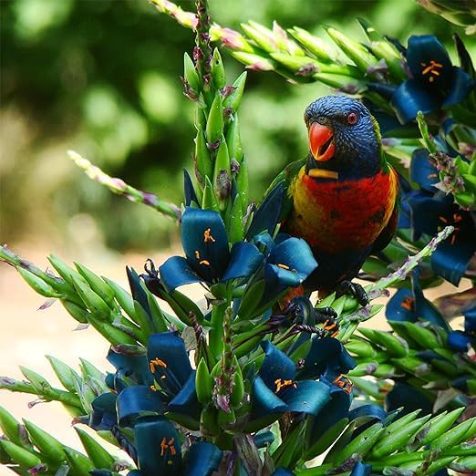 Himmelblau Puya Santosii Blumensamen zur Aussaat Bestäuber freundlich Traditionssorte & ohne Gentechnik Samen Hausgarten