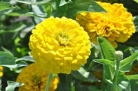 Light gelb zinnia blume samen for anpflanzung - fragrant blossoms, heirloom & gmo free samen for home garten
 
 sale for anpflanzung in home garten.