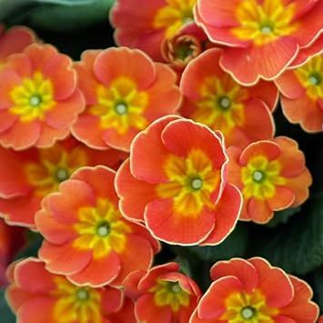 Primula orange blume samen for anpflanzung - cottage garten essential, heirloom & gmo free samen for home garten
 
 sale for anpflanzung in home garten