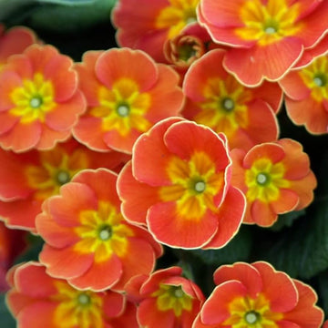 Orange primrose blume samen for anpflanzung - sun loving, heirloom & gmo free samen for home garten
 
 sale samen for anpflanzung in home garten