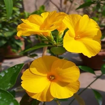Gelb Flax Hybrid Blumensamen zur Aussaat – hochwertige Qualitäts- – Traditionssorte & ohne Gentechnik Samen Hausgarten