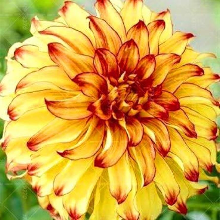 Dahlie Dahlie pinnata Blumensamen zur Aussaat Blume Beet und Garten