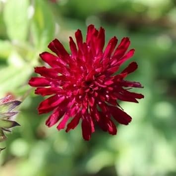 Macedonica blume samen for anpflanzung shade tolerant heirloom & gmo free samen for home garten 
 
 sale for anpflanzung in home garten