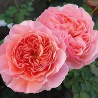 Salmon giant hollyhock samen for elegant blooms