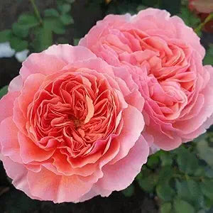 Salmon giant hollyhock samen for elegant blooms