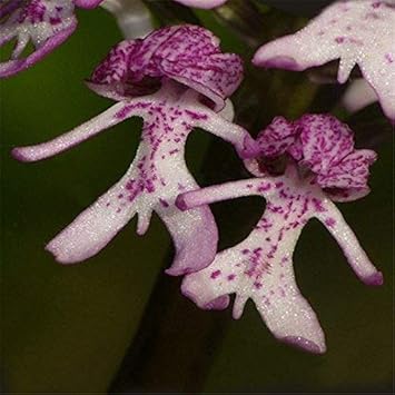 Lila naked man orchid blume samen for anpflanzung - perfect for borders, heirloom & gmo free samen for home garten
 
 sale samen for home garten