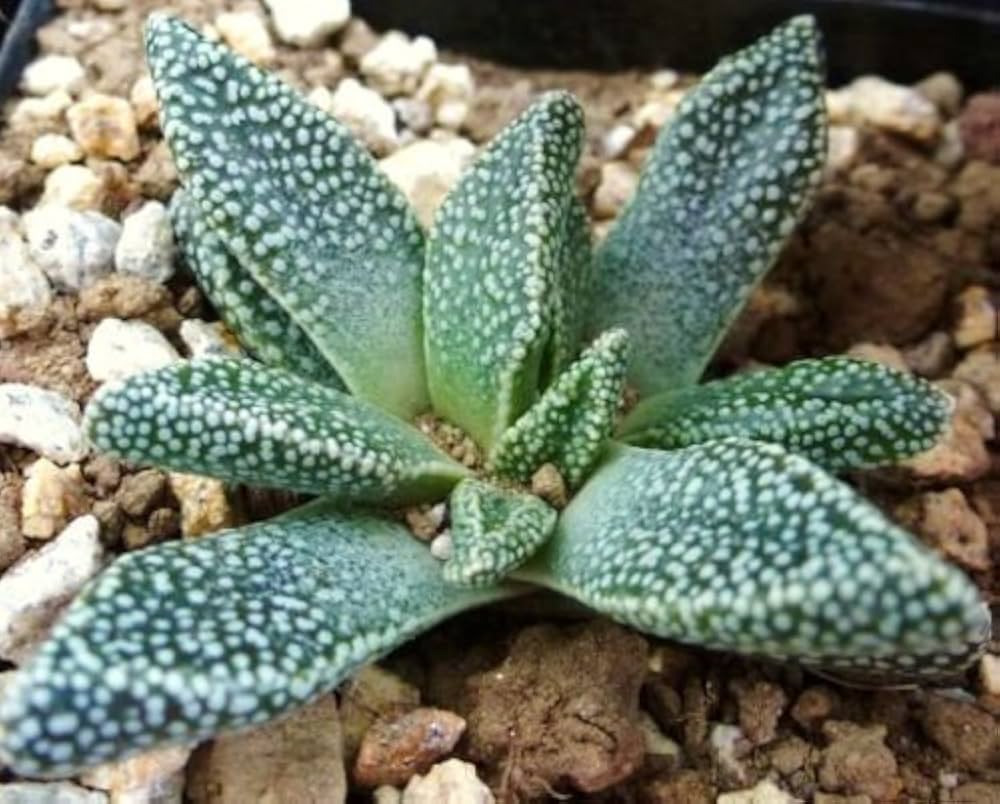 Grün nananthus margaritiferus blume samen for anpflanzung - cottage garten essential, heirloom & gmo free samen for home garten
 
 sale for anpflanzung in home garten.