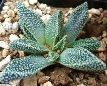 Grün nananthus margaritiferus blume samen for anpflanzung - cottage garten essential, heirloom & gmo free samen for home garten
 
 sale for anpflanzung in home garten.