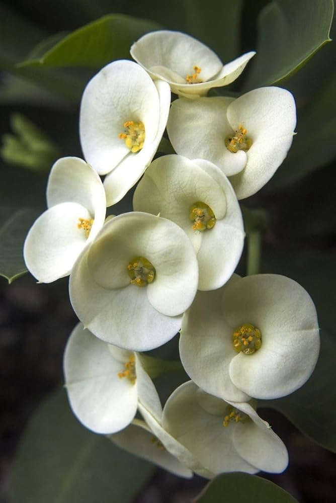 Weiß Euphorbia Milii Samen zur Aussaat – elegant Blumensamen a Garten