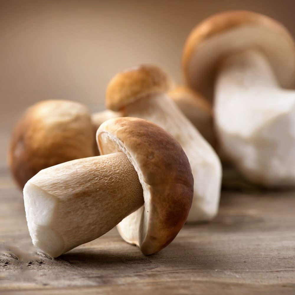 Slippery Jack Pilz Gemüse Samen zum Pflanzen